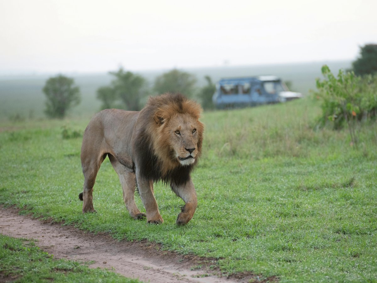 Pacotes de Viagem para Safari na África do Sul