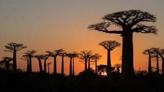 Pacotes de Viagem para Madagascar