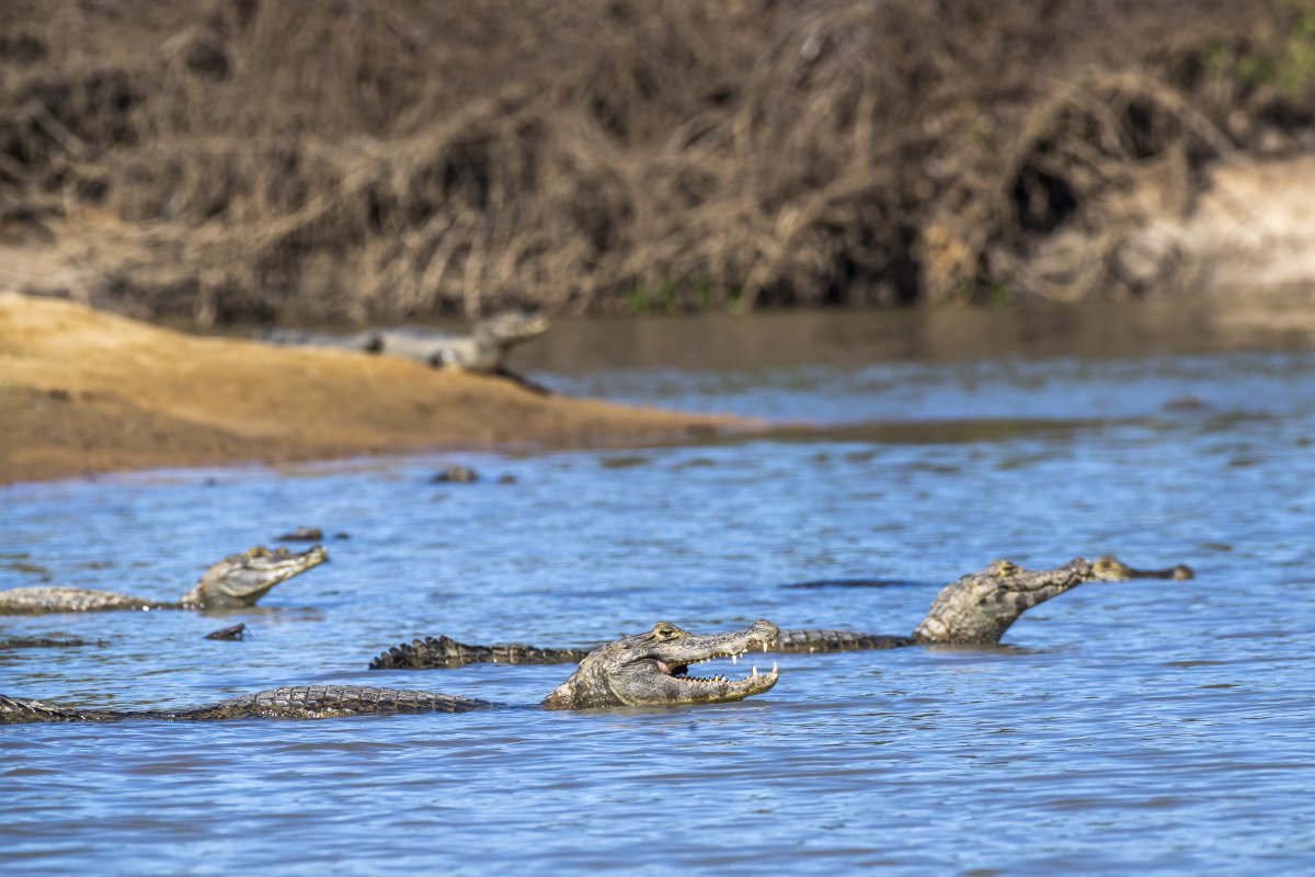 Pacotes de viagem para o Pantanal
