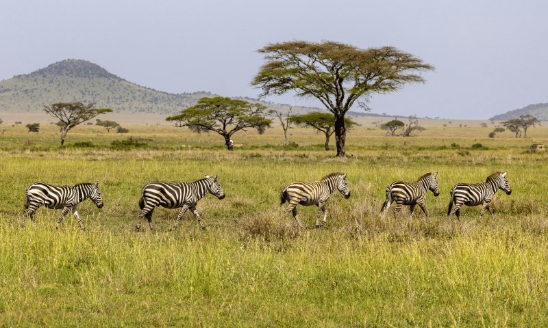 Safari na Tanzânia