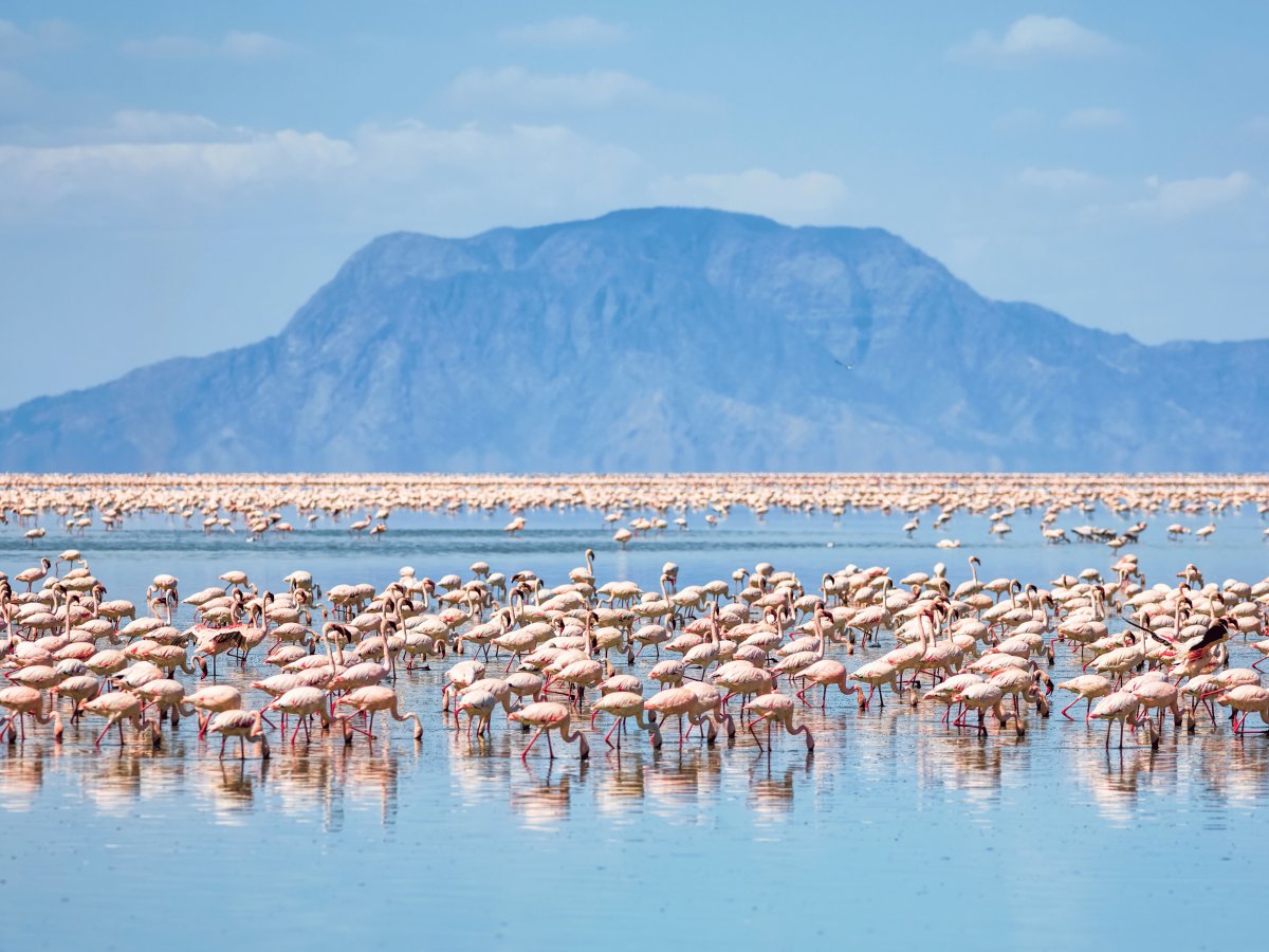 Pacotes de Viagem para Safari na Tanzânia