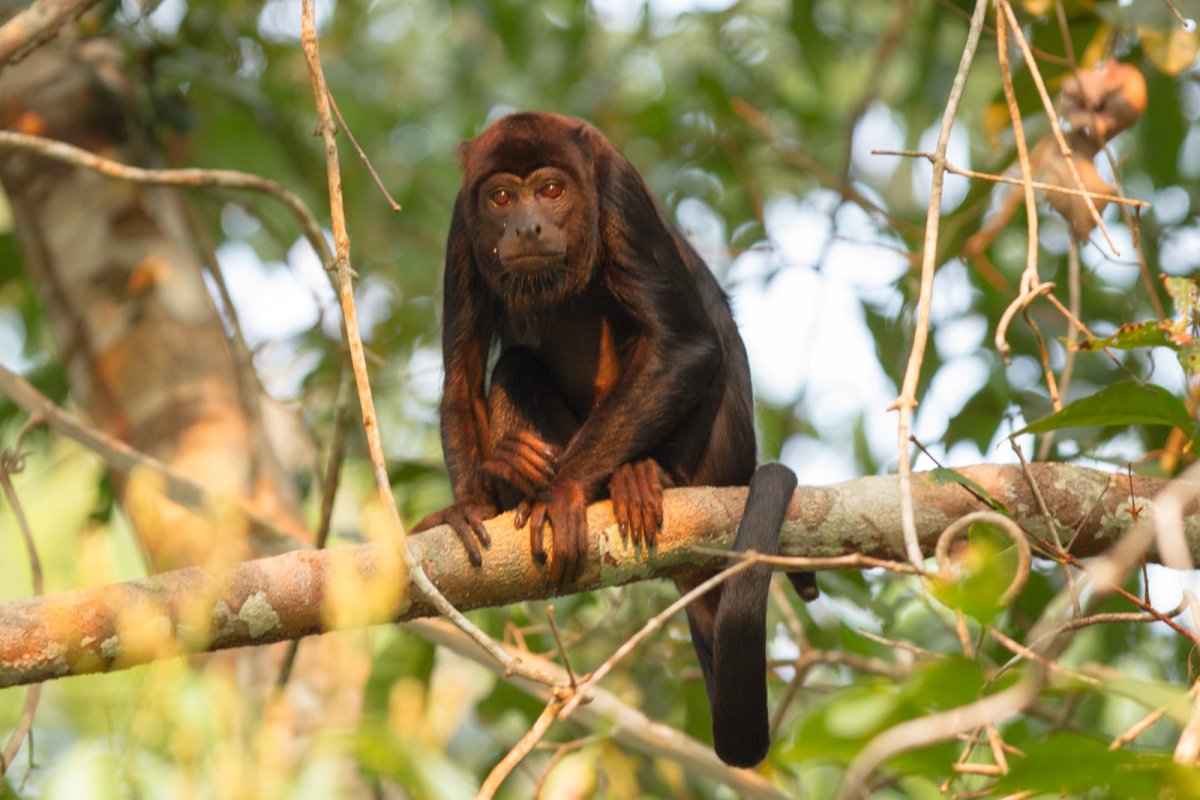 Pacotes de Viagem para o Amazônia no Cristalino Jungle Lodge