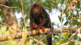Pacotes de Viagem para o Amazônia no Cristalino Jungle Lodge