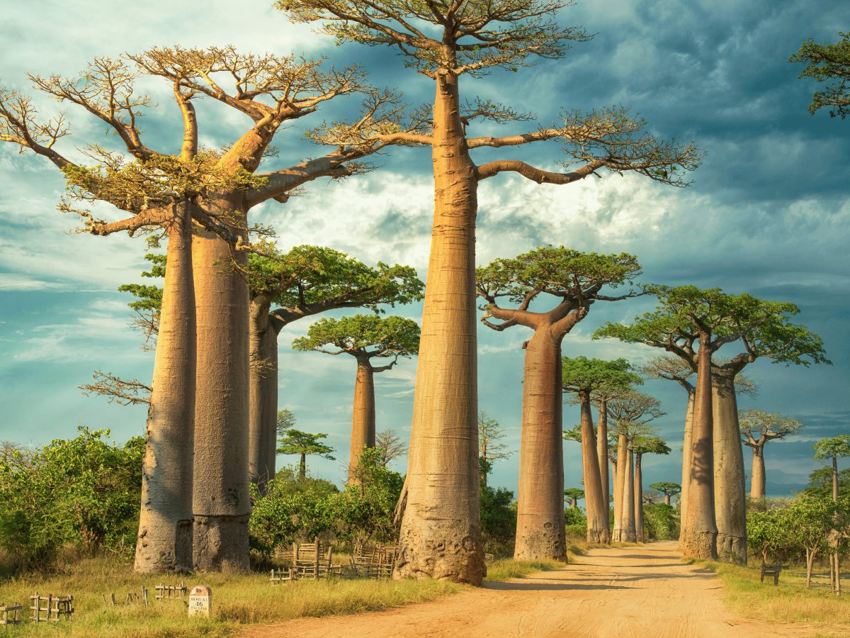 Pacotes de Viagem para Madagascar