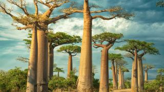 Pacotes de Viagem para Madagascar