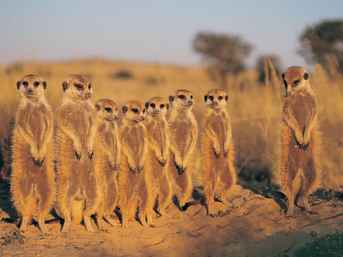 Pacotes de Viagem para Botswana