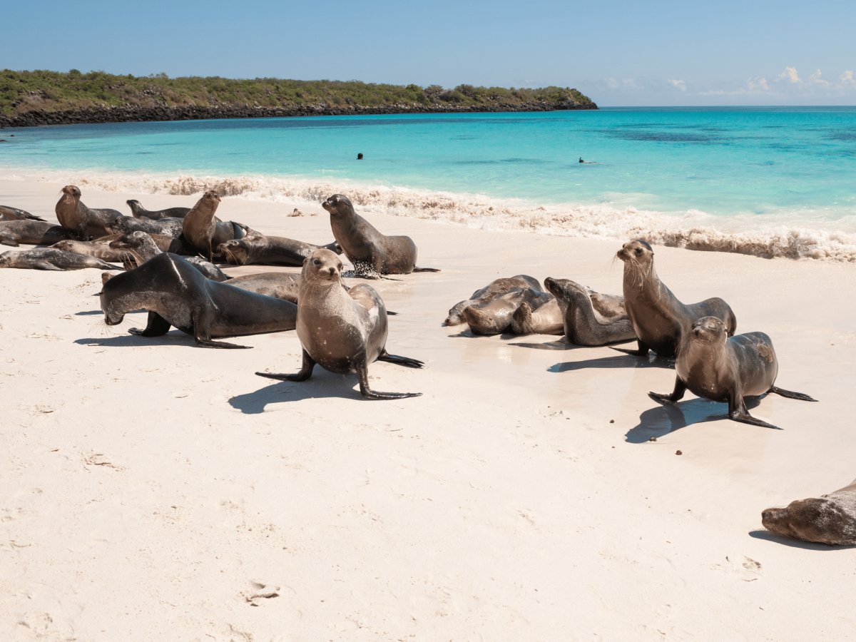 Pacotes de Viagem para Equador com Ilhas Galápagos