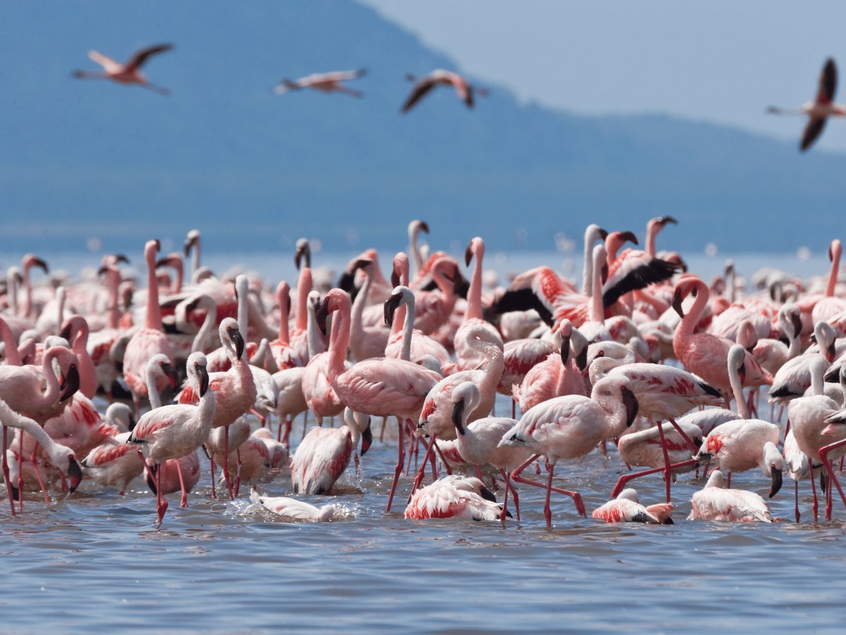 Pacotes de Viagem para o Quênia