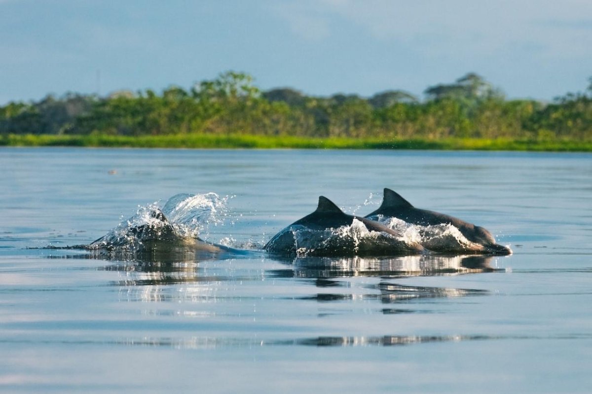 Pacote de Viagem para Amazônia na Reserva Mamirauá Pousada Uacari