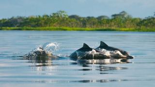 Pacote de Viagem para Amazônia na Reserva Mamirauá Pousada Uacari