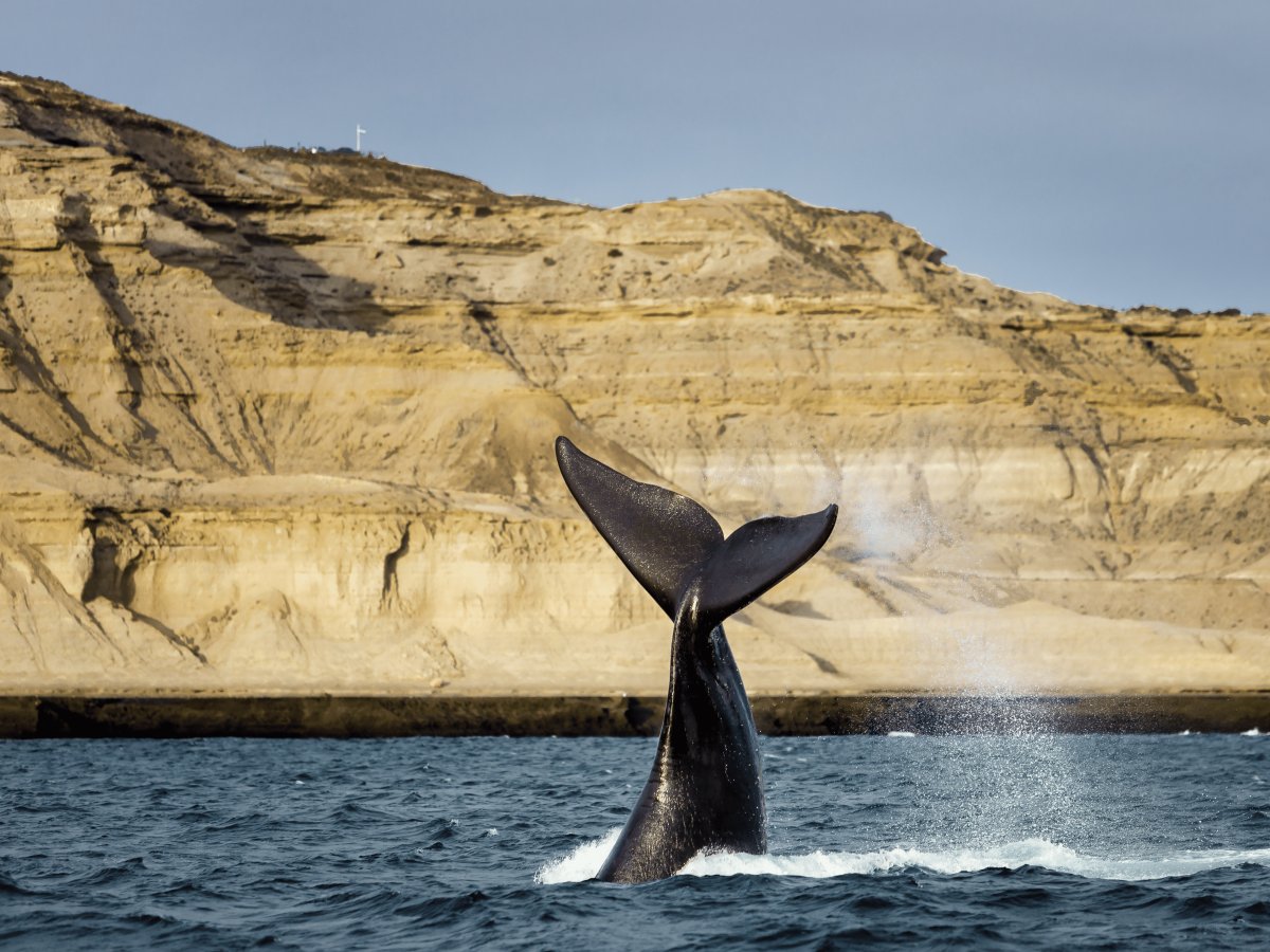 Pacotes de Viagem para Patagônia Argentina Península Valdez