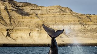 Pacotes de Viagem para Patagônia Argentina Península Valdez