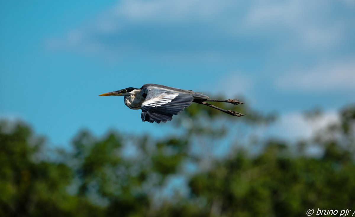 Pacotes de Viagem para o Parque Estadual do Cantão e Bananal — Foto: Bruno PJR