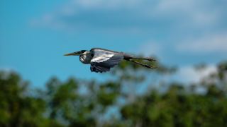 Pacotes de Viagem para o Parque Estadual do Cantão e Bananal — Foto: Bruno PJR
