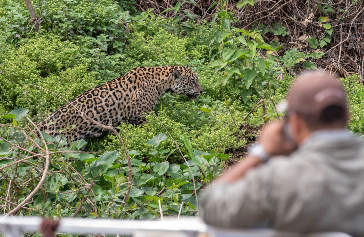 Pacotes de Viagem para o Pantanal Norte
