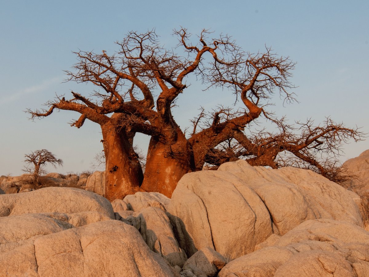Pacotes de Viagem para Botswana