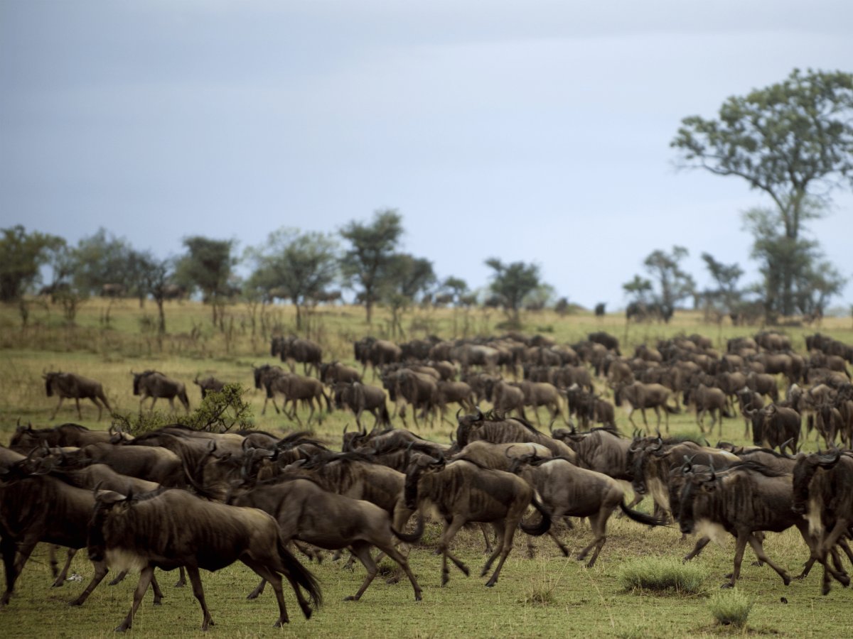Pacotes de Viagem para Safari na Tanzânia