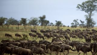 Pacotes de Viagem para Safari na Tanzânia