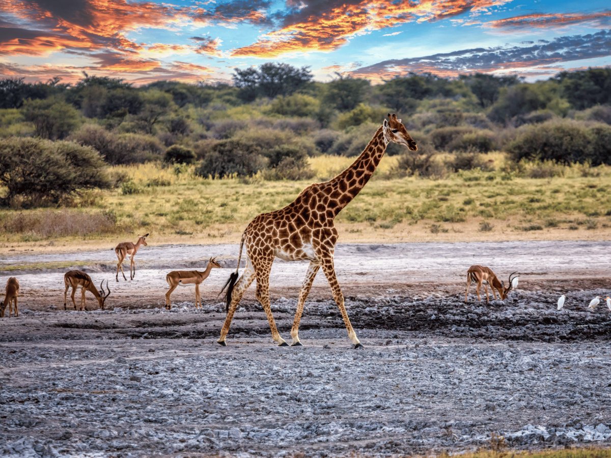 Pacotes de Viagem para Botswana