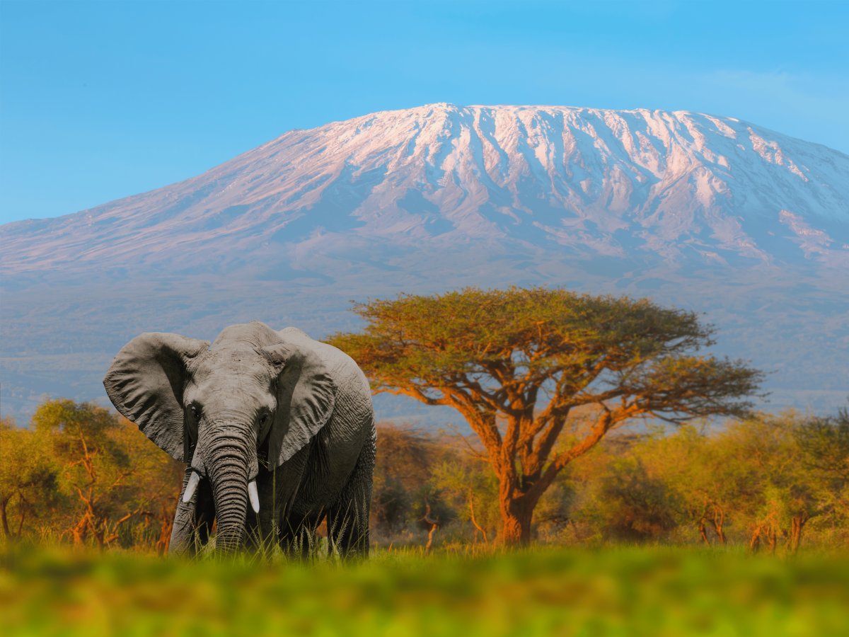 Pacotes de Viagem para Safari na Tanzânia