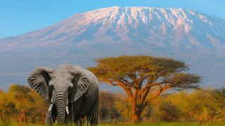 Pacotes de Viagem para Safari na Tanzânia