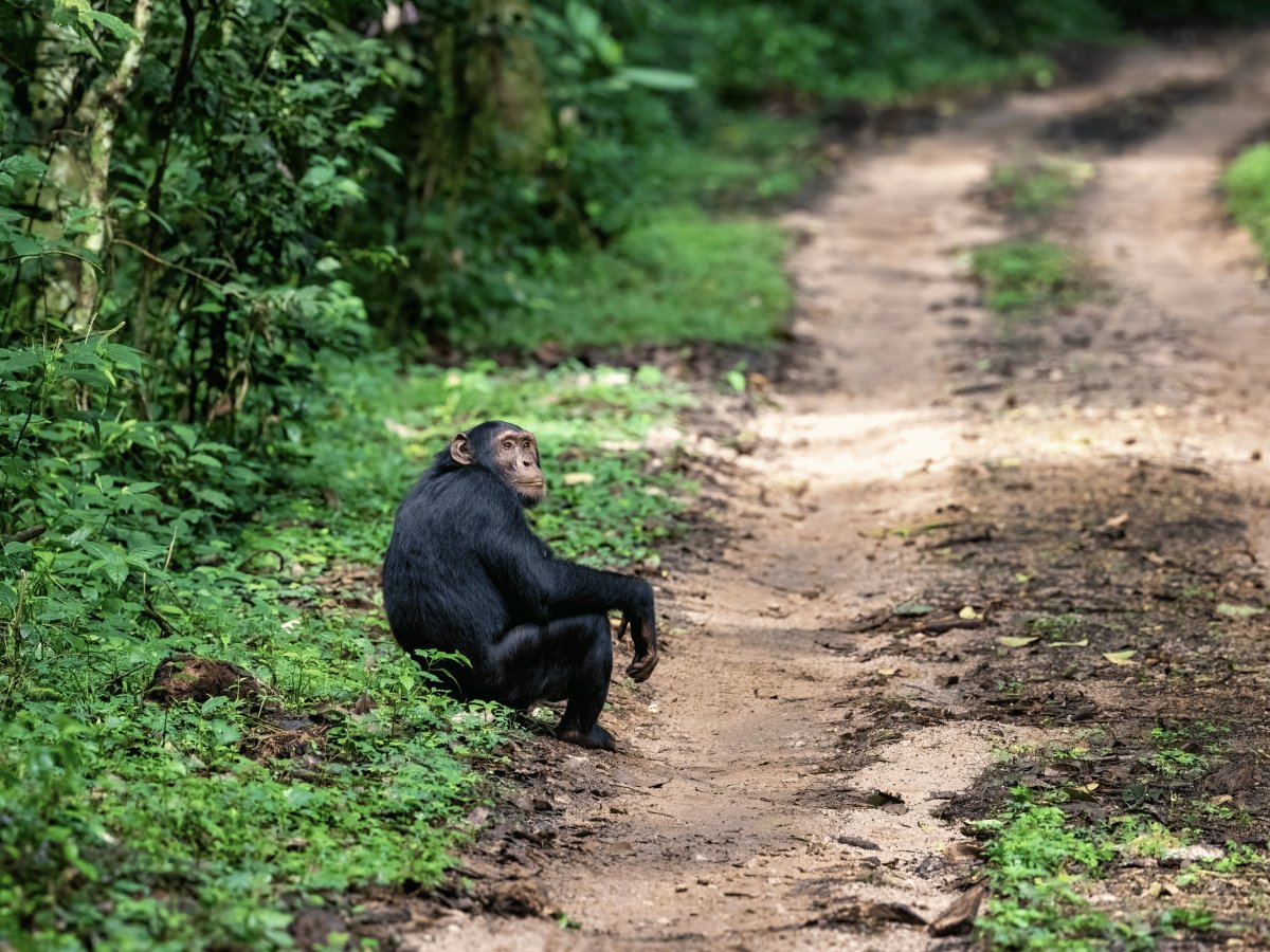 Pacotes de Viagem para Ruanda