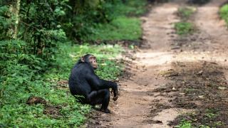 Pacotes de Viagem para Ruanda
