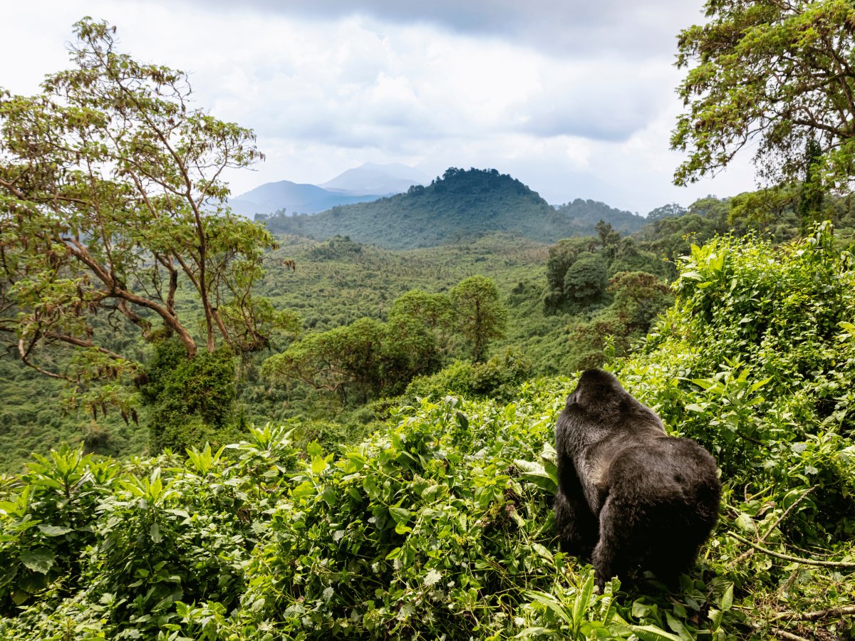 Pacotes de Viagem para Ruanda