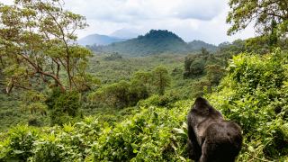 Pacotes de Viagem para Ruanda