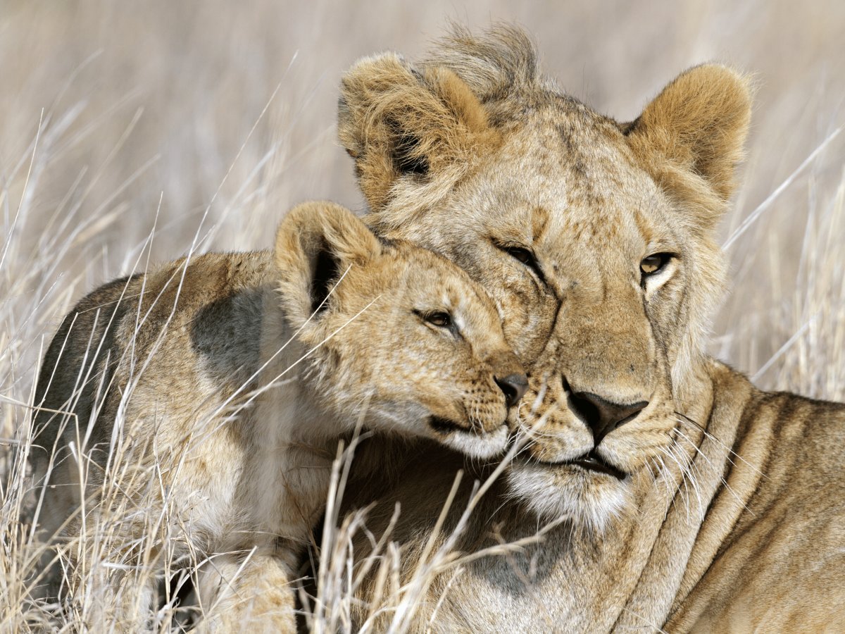 Pacotes de Viagem para Safari na Tanzânia
