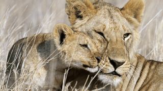 Pacotes de Viagem para Safari na Tanzânia