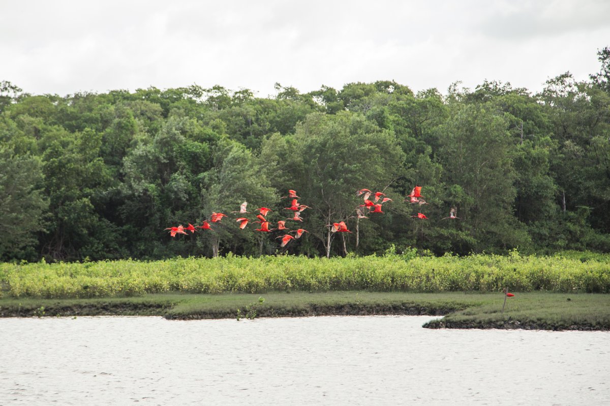 Pacotes de Viagem para Ilha do Marajó Pará